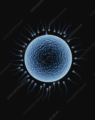 Fertilisation Stock Image P Science Photo Library