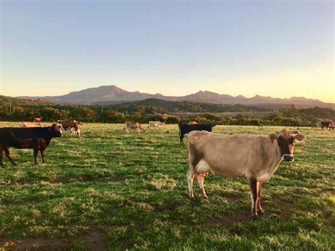 Carne de libre pastoreo Conoce los beneficios de esta práctica