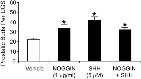 Shh And Noggin Induce Prostatic Bud Formation In The Absence Of Ra Ugs