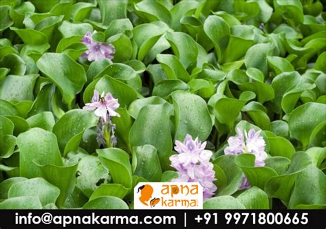 Watercress Benefits |Impressive Health Benefits of Jalkumbhi | Apnakarma