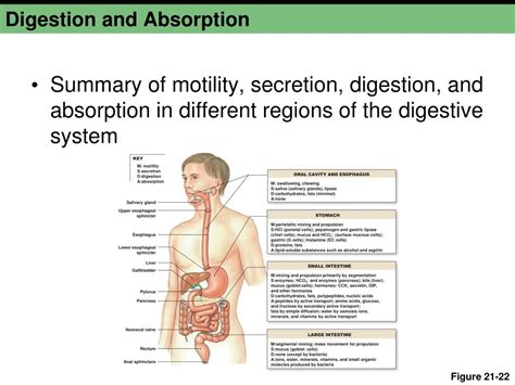 Ppt Chapter 21b Powerpoint Presentation Free Download Id 1921480