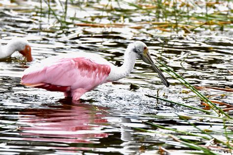 Roseate Spoonbill