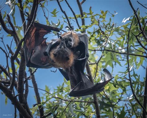 Flying Fox Pups Are On Their Way