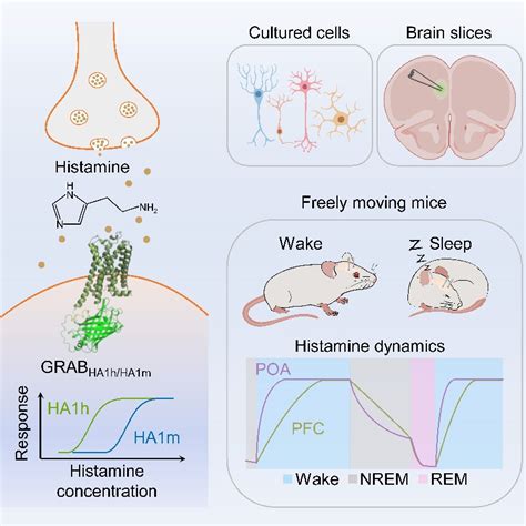 生命科学学院李毓龙团队利用新型grab探针解析组胺在睡眠 觉醒过程中的动态变化