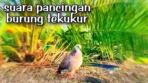 Suara Pancingan Burung Tekukur Pikat Burung Tekukur YouTube