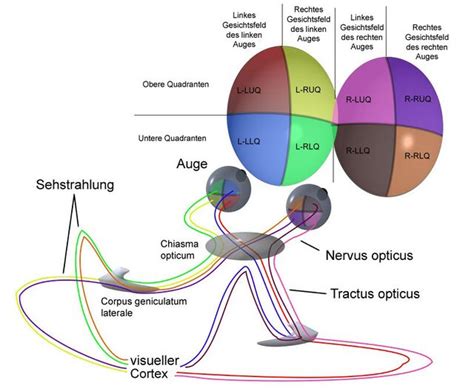 Visuelles System AnthroWiki