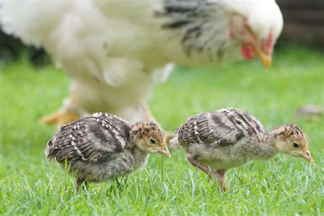 Fotos Gratis Pájaro Fauna Silvestre Pico Pollo Aves De Corral