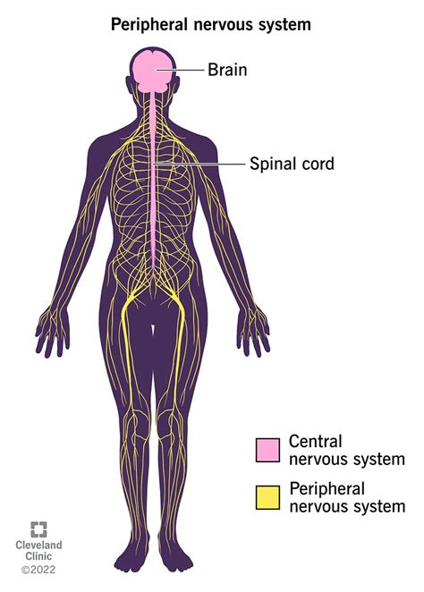 Exploring The Nervous System Youth Medical Journal