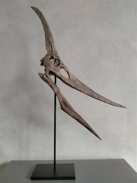 New 40cm Pterosaur Pteranodon Skeleton Model Wcyl 2020 Etsy