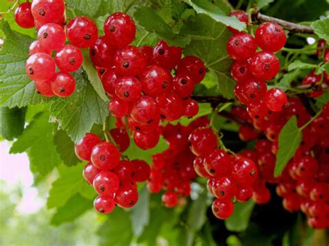 Rubrum Bilder – Durchsuchen 3,825 Archivfotos, Vektorgrafiken und ...