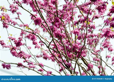 Cercis Chinensis Stock Photo Image Of Plant Nature 41765640