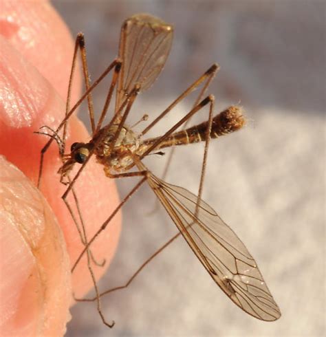 Tipula Lunatipula Inusitata Tipula Inusitata Bugguide Net