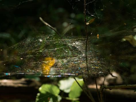 Spider web in forest stock image. Image of insect, fall - 162682547