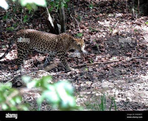 leopards of Sri Lanka Stock Photo - Alamy