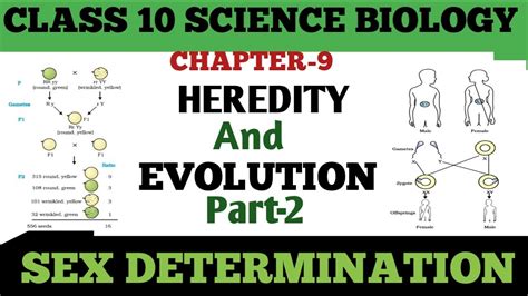 Heredity And Evolution 02 Sex Determination Class 10 Chapter 9 Biology