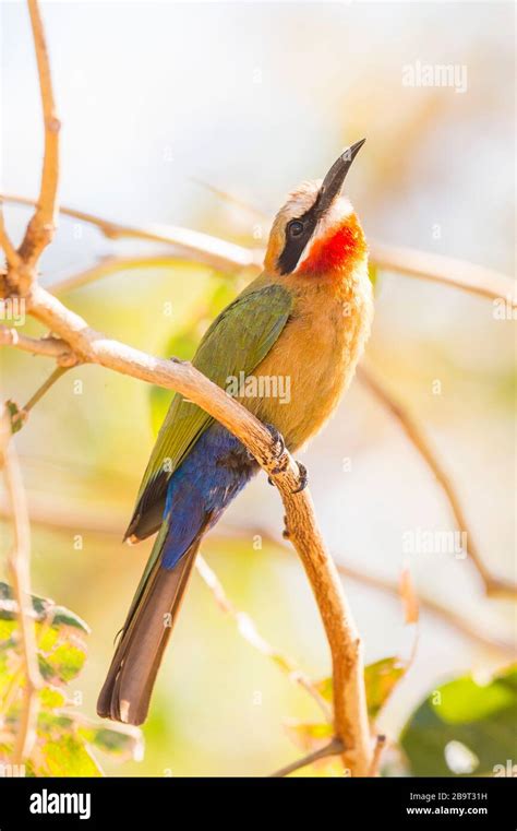 A White Fronted Bee Eater Merops Bullockoides Stock Photo Alamy