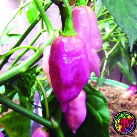 Taj Mahal Pink Peach Chilli Seeds Scoville Republic