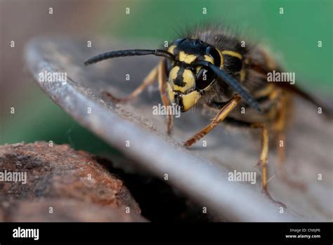 Königin wespe Fotos und Bildmaterial in hoher Auflösung Alamy