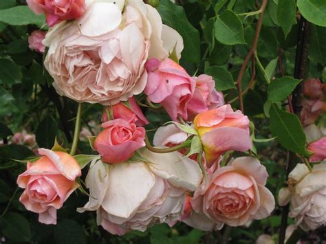 Best 12 Garden Alchymist Climbing Rose Will Cast A Spell In Your