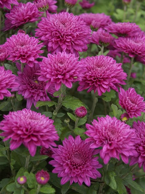 Chrysanthemum Debutante Bluestone Perennials