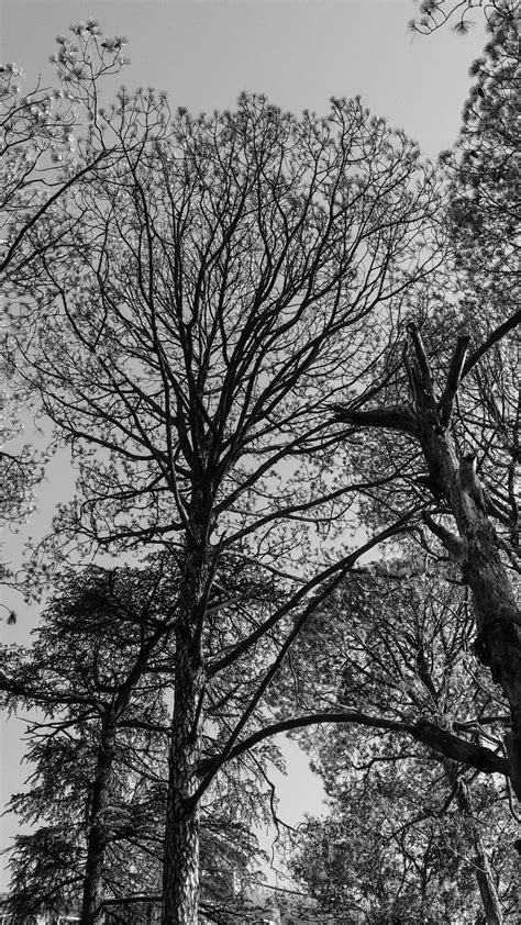 Trees Love 😍🌳 Black And White Photography Nature Trees Shotonmia1 Mobilephotography  Black