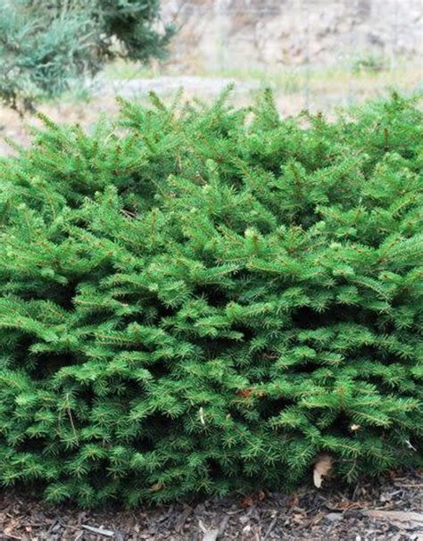 Picea Abies Nidiformis Birds Nest Spruce 2 Wagon Wheel