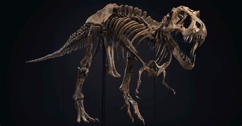 T Rex Skeleton Stan The Worlds Most Expensive Fossil Is Headed To