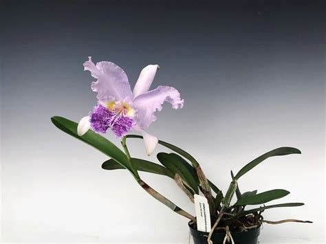 Cattleya Lueddemanniana Coerulea Select Sib Cross Orchidweb