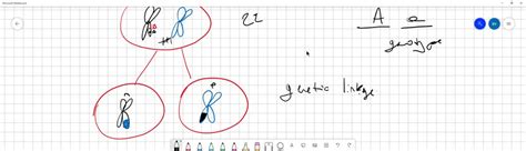 Solved How Can Mendel S Laws Of Segregation And Independent Assortment Be Explained By The