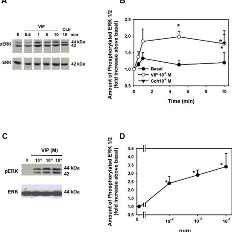 Presence And Localization Of VPAC1 And VPAC2 In Cultured Rat