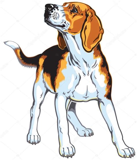 Beagle Stock Vector Image By ©insima 57638043