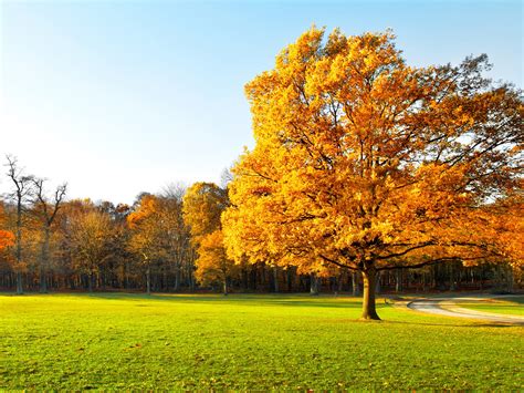 Rvores De Outono Um Belo Jardim As Folhas Amarelas Grama Verde Luz