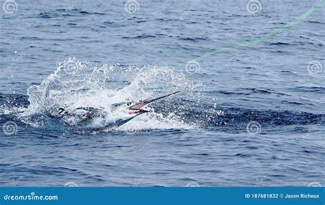 Sailfish Jumping Sportfishing In Costa Rica Stock Photo Image Of