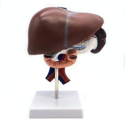 Life Size Anatomical Model Of Human Liver With Pancreas Duodenum And