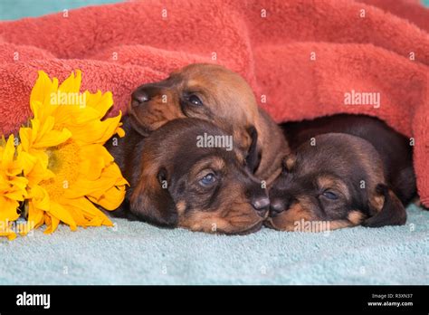 Doxen puppies (MR Stock Photo - Alamy