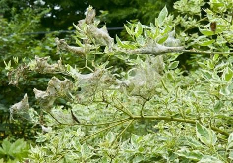 What To Do About Fall Webworm Usually Nothing A Way To Garden