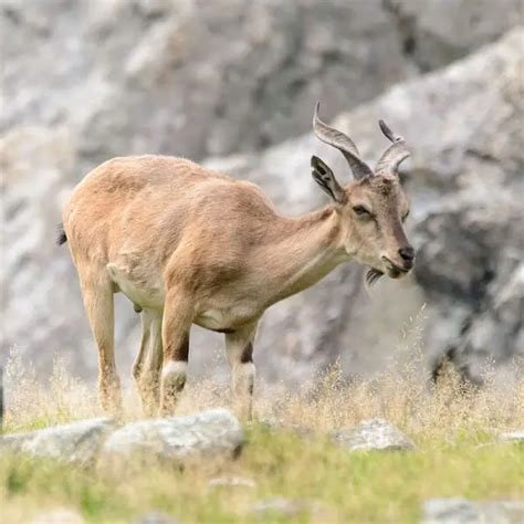 Markhor - Facts, Diet, Habitat & Pictures on Animalia.bio