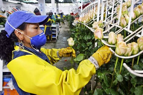 Las Flores Ecuatorianas Exportaci N