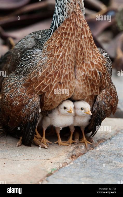 Mother hen protecting her chicks in India Stock Photo - Alamy