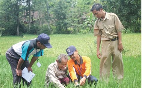 Penyuluh Modal Utama Kembangkan Pertanian Modern AgroIndonesia