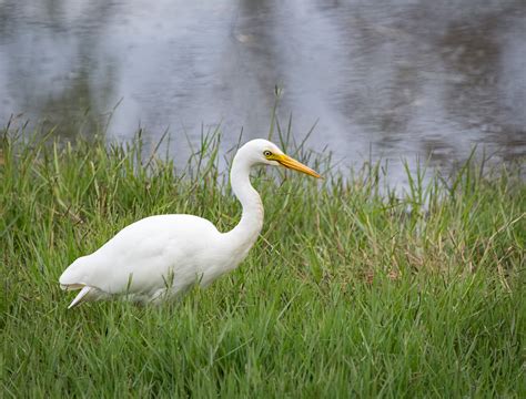 Intermediate Egret - Jerrabomberra Wetlands Nature Reserve, ACT