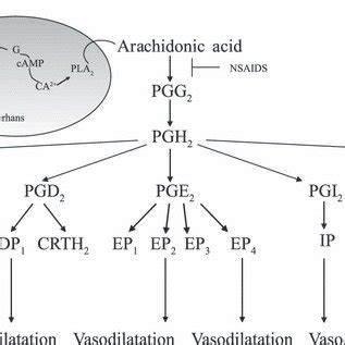 (PDF) The mechanism and mitigation of niacin-induced flushing