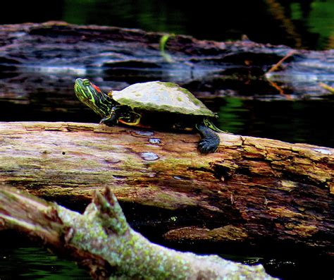 Red Eared Slider Turtle On Log At Palmyra Nature Cove Photograph By