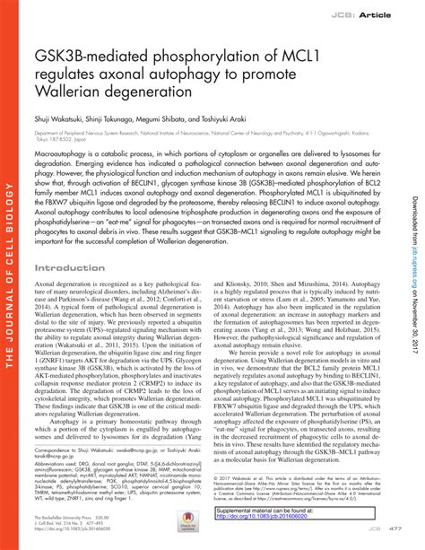 Pdf Gsk3b Mediated Phosphorylation Of Mcl1 Regulates Axonal Autophagy