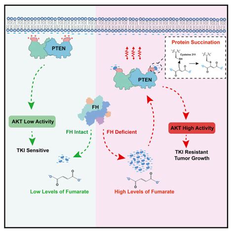 Mol Cell：南京医科大学钱旭团队揭示延胡索酸促进肿瘤恶化新机制 丁香实验