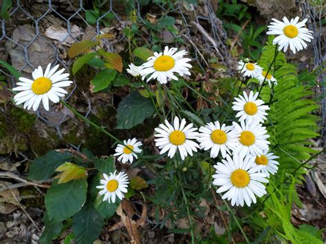 Leucanthemum vulgare - Изображение особи - Плантариум