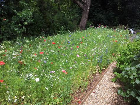 How Often To Cut Wildflower Meadow Storables