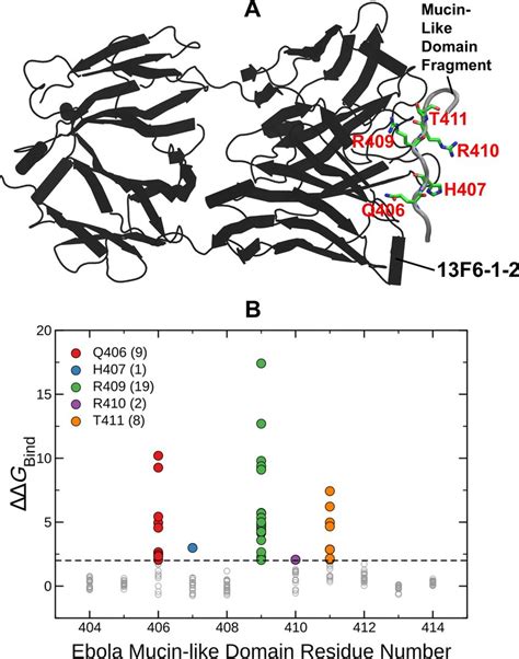 A Structure Of EBOV GP MLD Peptide Bound To The 13F6 1 2 Antibody GP