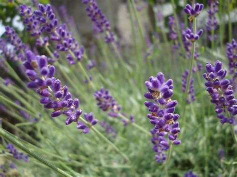 Hidcote Lavender - Prairie Gardens