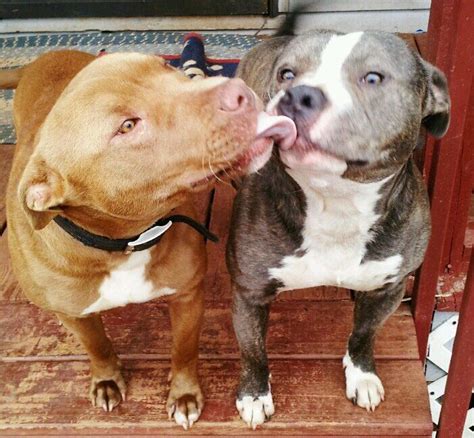 Kisses Pit Bull Love Pinterest